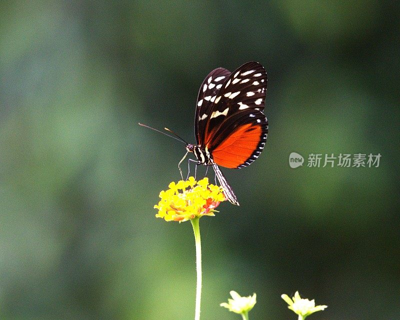 Heliconious Heca Butterfly